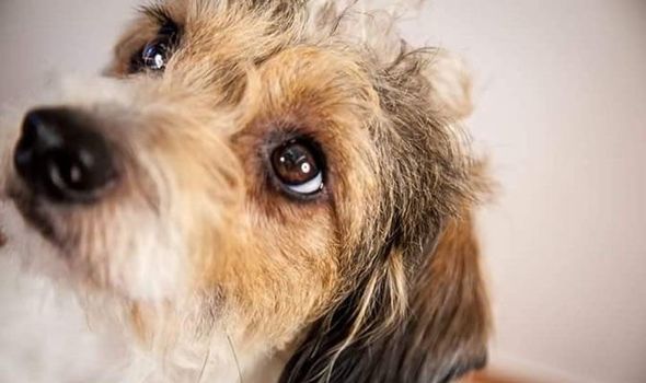 Ритуальные услги для домашних животных в городе Серпухов Московская области