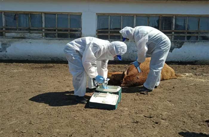 Вывести труп собаки, кошки в г. Серпухов Московской области