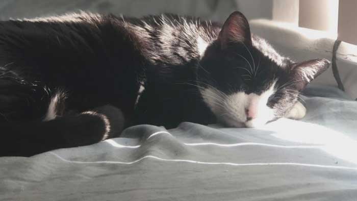 Усыпление животных (собаки, кошки) в г. Серпухов Московской области