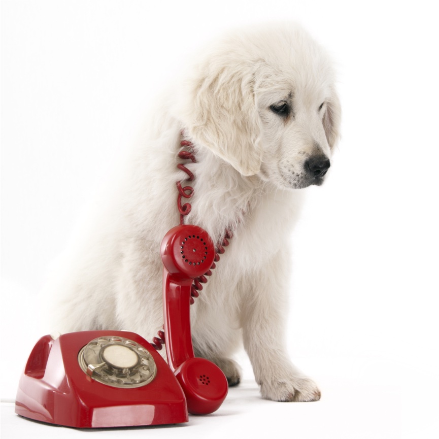 Эвтаназия домашних животных: собаки, кошки в городе Серпухов Московской области