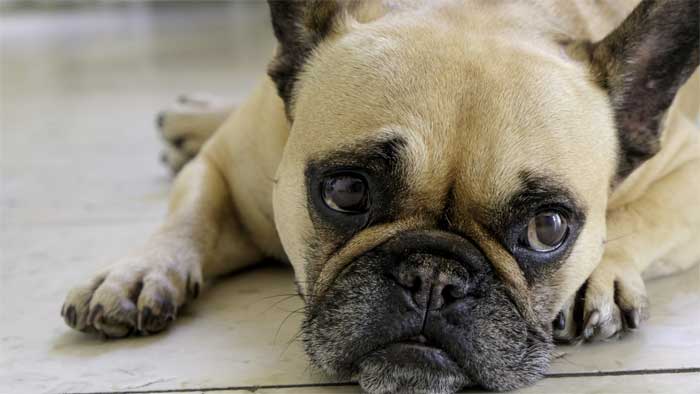 Усыпить собаку безболезненно (наркоз), усыпить кошку безболезненно (наркоз) в г. Серпухов Московской области