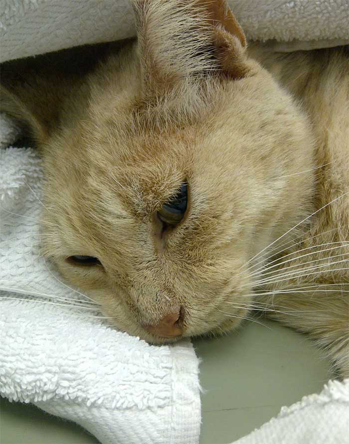 Безболезненно умертвить животное в г. Серпухов Московской области