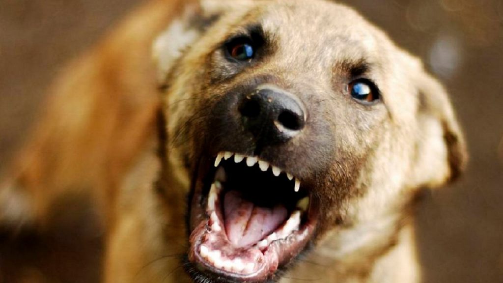 Усыпление агрессивных животных (собаки, кошки) в г. Серпухов Московской области