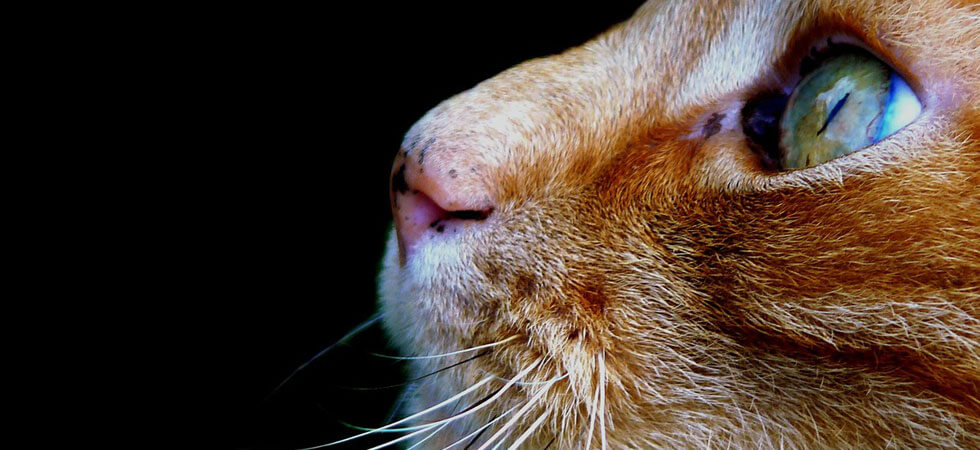 Индивидуальная (частная, персональная) кремация животного (собаки, кошки) городе Серпухов Московской области